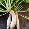 Daikon Radish Seeds - Minowase Heirloom - Japanese Style - Raphnius sativus