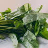 Ong Choy Seeds - Kong Xin Cai - Kangkong