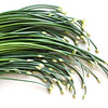 Garlic Chives Seeds - Allium tuberosum