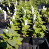 Gaea's Blessing Seeds - Catnip Seeds - Non-GMO Heirloom Seeds Nepata Cataria Open-Pollinated - with Easy to Follow Instructions - 90% Germination Rate Net Wt. 1.1g