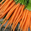 Carrot Seeds - Tendersweet - Daucus carota
