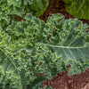 Gaea's Blessing Seeds - Kale Seeds - Non-GMO Seeds with Easy to Follow Planting Instructions - Open Pollinated, Untreated Heirloom