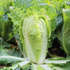 Chinese Cabbage Seeds - Michihili - Brassica rapa