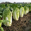 Chinese Cabbage Seeds - Michihili - Brassica rapa