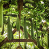 Luffa Gourd Seeds - Luffa aegyptiaca