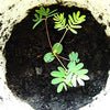 Sensitive Plant Seeds - Mimosa pudica
