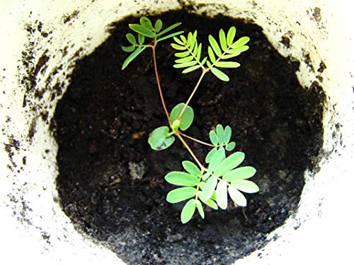 sensitive plant seed germination Sensitive Plant Seeds