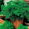 Parsley Seeds - Double Curled Parsley - Petroselinum crispum