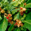 Ashwagandha Seeds - Withania somnifera