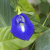 Butterfly Pea Seeds - Asian Pigeonwing - Clitoria ternatea