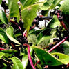 Malabar Spinach Seeds - Basella alba