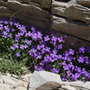 Aubrieta Seeds - Rockcress Seeds - Aubrieta deltoidea