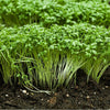 Curled Cress Seeds - Garden Cress - Pepper Cress - Lepidium sativum