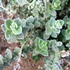 Italian Oregano Seeds - Origanum vulgare