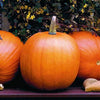Pumpkin Seeds - Jack O Lantern - Curcubita maxima
