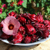 Roselle Seeds - Jamaican Sorrel - Hibiscus sabdariffa