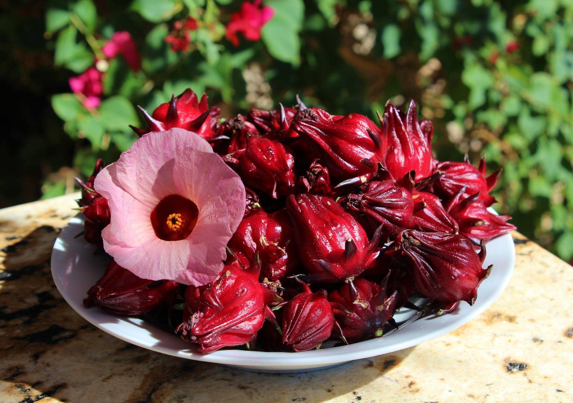 hibiscus tea plant seeds Roselle Seeds - Jamaican Sorrel