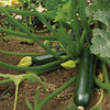 Zucchini Seeds - Black Beauty Summer Squash - Cucurbita pepo
