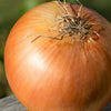 Gaea's Blessing Seeds - Onion Seeds - Non-GMO Heirloom Seeds with Easy to Follow Instructions