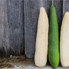 Luffa Gourd Seeds - Luffa aegyptiaca