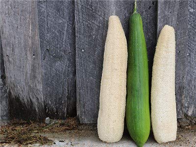 Luffa Gourd Seeds - Luffa aegyptiaca