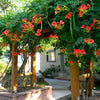 Red Trumpet Vine Seeds - Campsis radicans