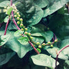 Malabar Spinach Seeds - Basella alba