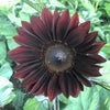 Gaea's Blessing Seeds - Sunflower Seeds - Non-GMO Seeds with Easy to Follow Planting Instructions - Heirloom Untreated