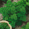 Parsley Seeds - Double Curled Parsley - Petroselinum crispum