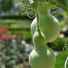 Bottle Gourd Seeds - Calabash Gourd - Lagenaria Siceraria