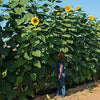 Sunflower Seeds - Heirloom Mammoth Grey Stripe - Helianthus annus