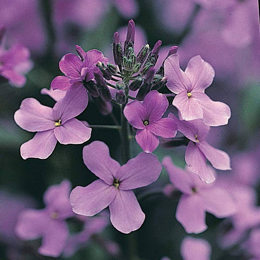 purple flower money plant Honesty Seeds, Moonwort, Money Plant, Silver Dollar Plant, Lunaria ann – Gaea's Blessing Seeds