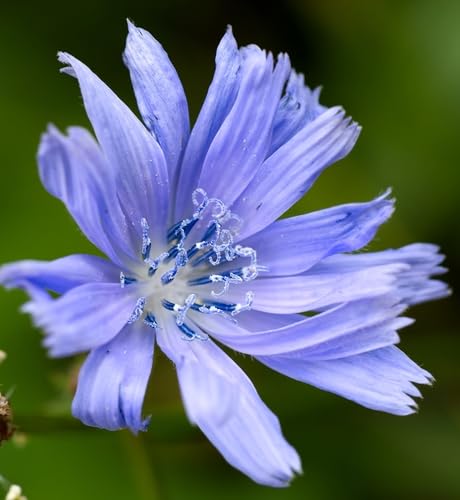 Blue Daisy Chicory Seeds - Cichorium intybus