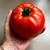 Tomato Seeds - Beefsteak Tomato - Lycopersicon esculentum