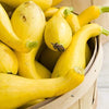 Crookneck Yellow Squash Seeds - Early Summer Squash - Curcubita pepo