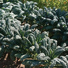 Gaea's Blessing Seeds - Kale Seeds - Non-GMO Seeds with Easy to Follow Planting Instructions - Open Pollinated, Untreated Heirloom