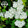 White Yarrow Seeds - Achillea millefolium