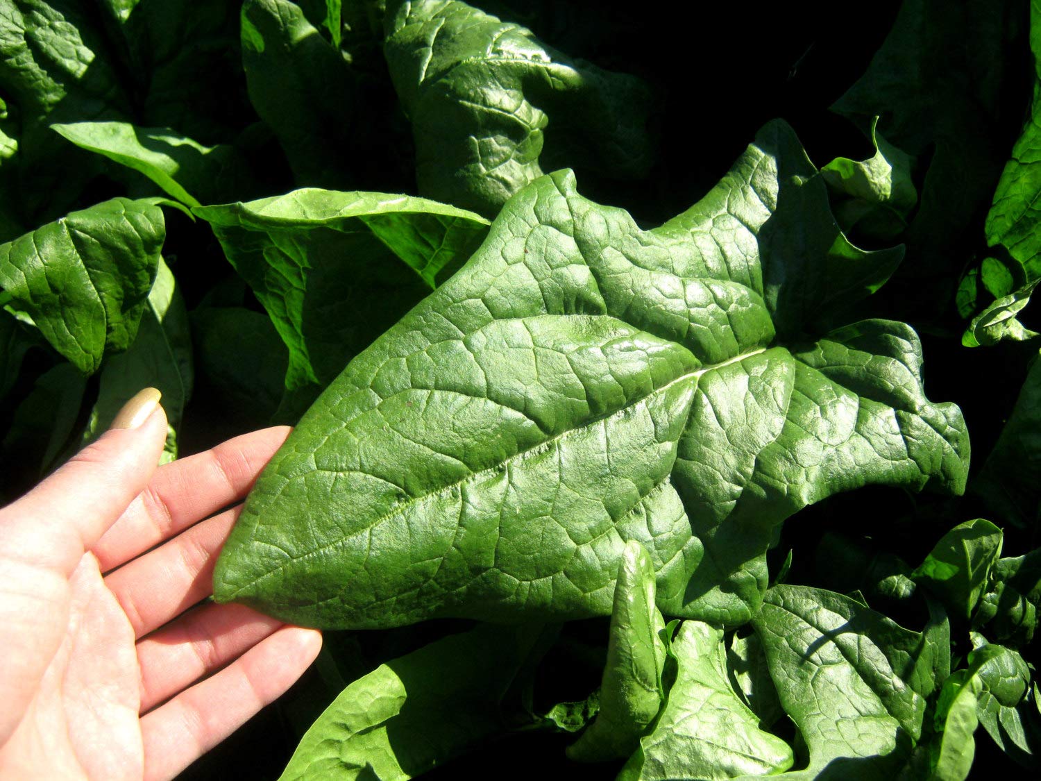 Spinach Seeds - Giant Winter Spinach - Spinacia oleracea