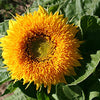 Sunflower Seeds - Dwarf Sungold Double - Teddy Bear - Helianthus annuus