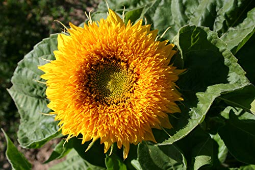 Sunflower Seeds - Dwarf Sungold Double - Teddy Bear - Helianthus annuus
