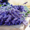 English Lavender Seeds - Lavandula angustifolia
