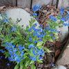 Forget Me Not Seeds - Firmament - Hound's Tongue - Cynoglossom amabile,  Non-GMO Open-Pollinated Heirloom