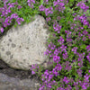 Creeping Thyme Seeds - Thymus serpyllum