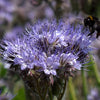 Lacy Phacelia Seeds - Phacelia tanacetifolia