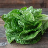 Lettuce Seeds - Romaine - Parris Island Cos - Lactuva sativa