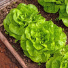 Lettuce Seeds - Buttercrunch Butterhead - Lactuca sativa