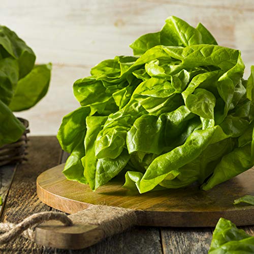 Lettuce Seeds - Buttercrunch Butterhead - Lactuca sativa