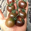 Cherry Tomato Seeds - Black Cherry - Lycopersicon esculentum