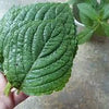 Korean Shiso Seeds - Perilla frutescens var crispa