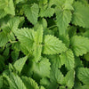 Gaea's Blessing Seeds - Catnip Seeds - Non-GMO Heirloom Seeds Nepata Cataria Open-Pollinated - with Easy to Follow Instructions - 90% Germination Rate Net Wt. 1.1g